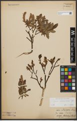 Foto von Salix waldsteiniana Willd.